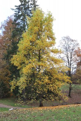 Liriodendron tulipifera - liliovník tulipánokvětý - celek podzim (77)